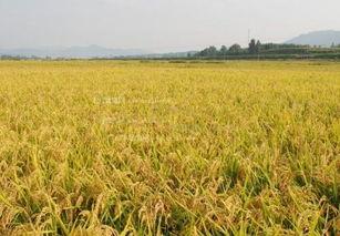 稻谷风云背景时间